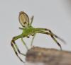 Diaea dorsata